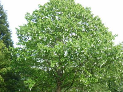 Taschentuchbaum